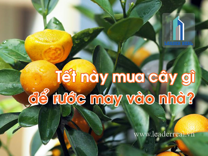 Tết này mua cây gì để rước may vào nhà?
