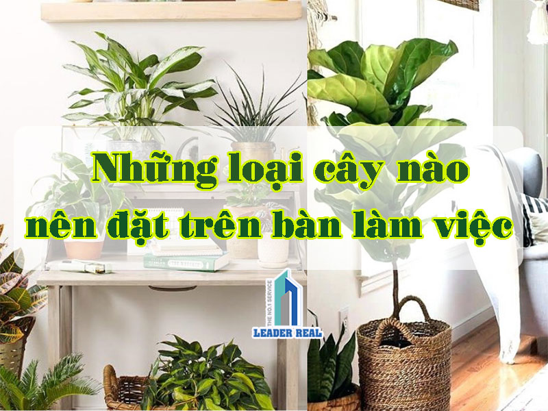 Những loại cây nào nên đặt trên bàn làm việc?