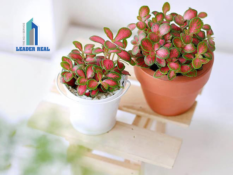 Cây Cẩm Nhung đem lại sự tươi mới, năng lượng dồi dào cho góc làm việc của bạn