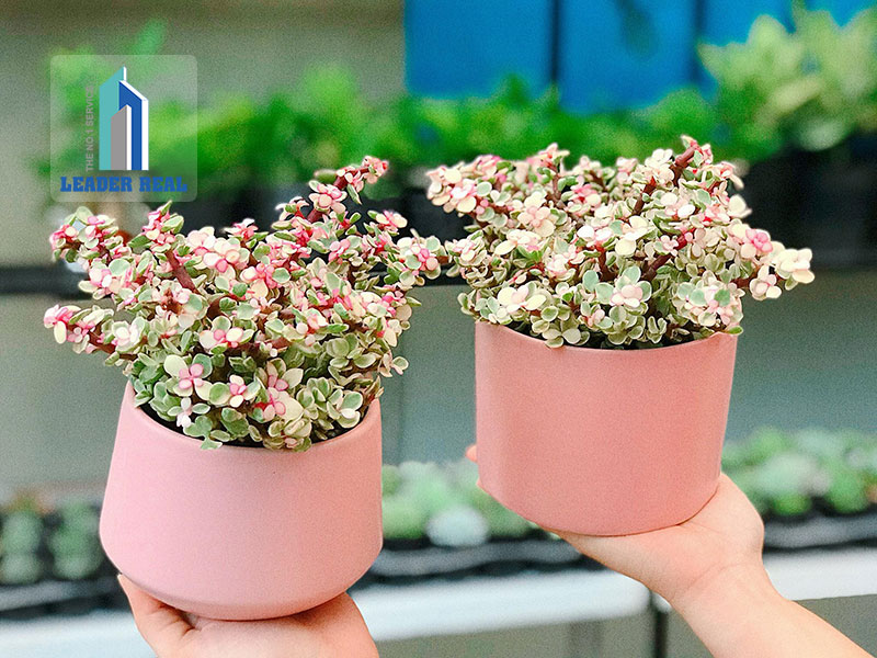 Đô La Hồng còn có khả năng hút tia bức xạ từ thiết bị điện tử