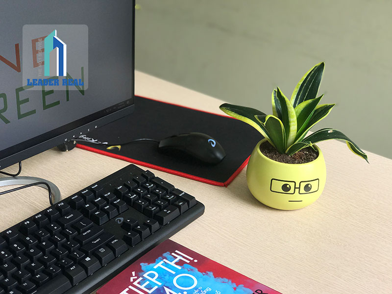 Cây lưỡi hổ được trồng phổ biến trong văn phòng