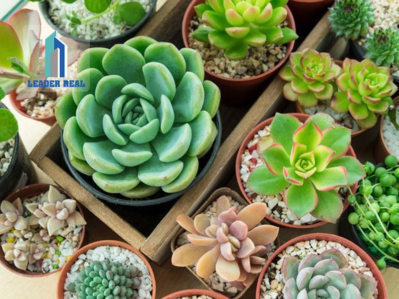 Cây sen đá rất dễ chăm sóc
