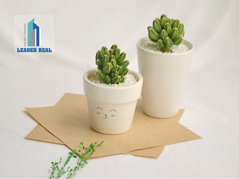 Cây xương rồng thể hiện sức sống mãnh liệt